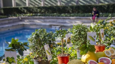 Agrumi 2026 Villa Necchi Campiglio