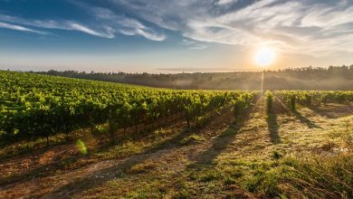 Consorzio di tutela vini Colline del Monferrato