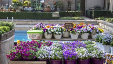 Soffio di Primavera a Villa Necchi