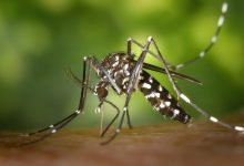 Dengue