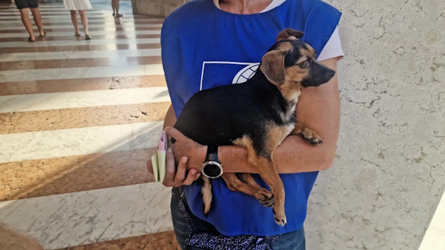 cagnolino sfruttato accattonaggio sequestrato da OIPA a milano