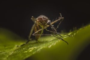Giornata mondiale della malaria