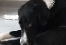 Animali contributi a fondo perduto milano