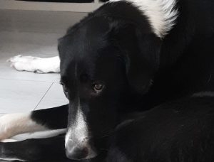 Animali contributi a fondo perduto milano