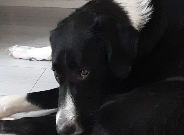 Animali contributi a fondo perduto milano