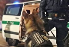 unità cinofila Cinisello Balsamo