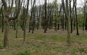 Parco Lambro