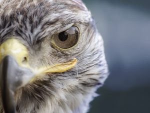 Museo di Storia Naturale mostra Il veleno dopo lo sparo