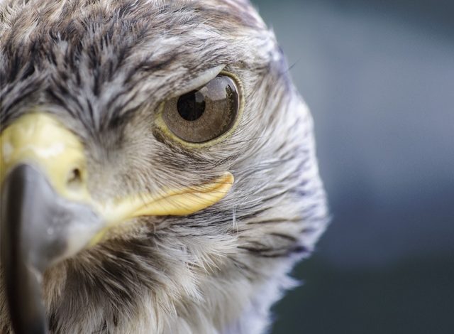 Museo di Storia Naturale mostra Il veleno dopo lo sparo
