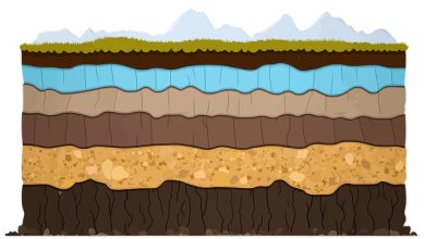 Giornata Mondiale del Suolo CREA 2025