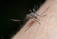 malattie tropicali neglette ntds