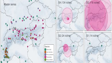 Origine dei legni utilizzati da Antonio Stradivari