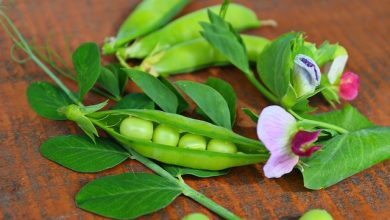 giornata mondiale dei legumi