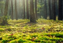 disturbi sulle foreste europee