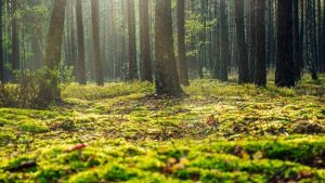 disturbi sulle foreste europee