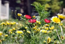 Aiuole Besana Piazzale Carrara