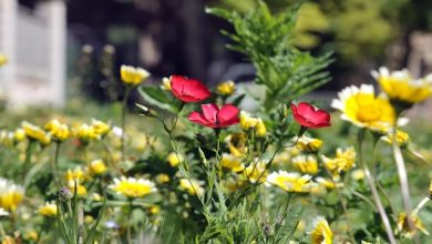 Aiuole Besana Piazzale Carrara