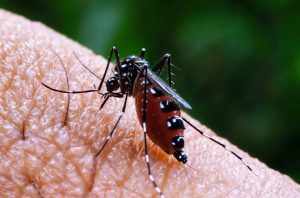 Malaria