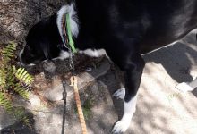 Parchi e aree verdi cani guinzaglio