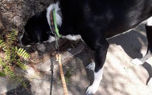Parchi e aree verdi cani guinzaglio