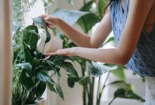Fascination of Plants Day