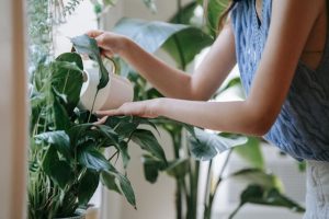 Fascination of Plants Day