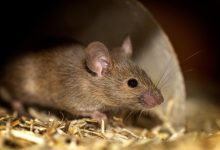Hantavirus
