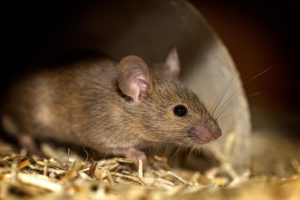Hantavirus