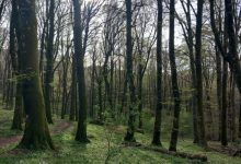 cambiamento climatico foreste europee