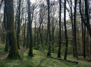 cambiamento climatico foreste europee
