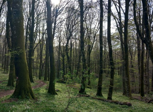 cambiamento climatico foreste europee