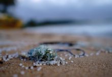 plastiche e microplastiche