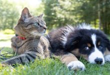 Parco Rifugio canile gattile