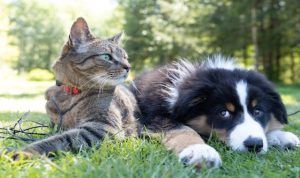 Parco Rifugio canile gattile