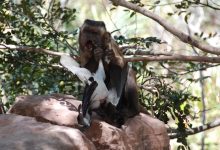 Capuchin birdprey consumo carne