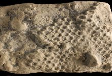 identikit paleodictyon tesse esagoni