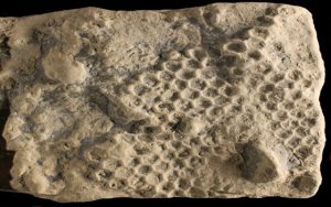 identikit paleodictyon tesse esagoni