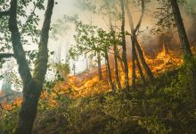 incendi boschivi