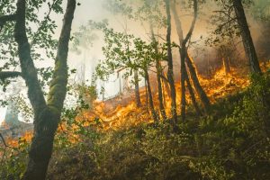 incendi boschivi