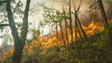 incendi boschivi