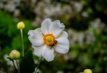 EurBee 11
