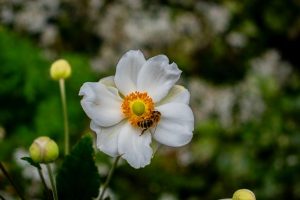 EurBee 11