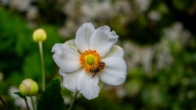 EurBee 11